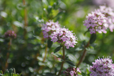 Close-up of pink flowering plant