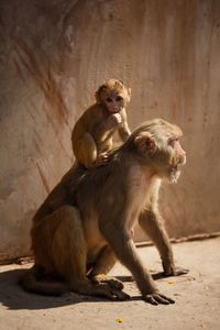 Monkey and infant looking away while sitting against wall