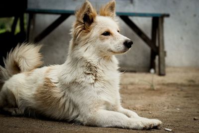 Close-up of a dog looking away