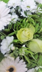 Close-up of white flowers