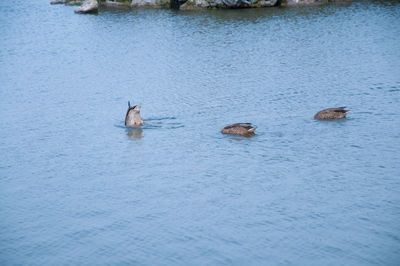 High angle view of ducks swimming on lake