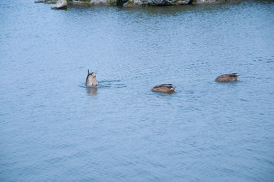 High angle view of ducks foraging on lake