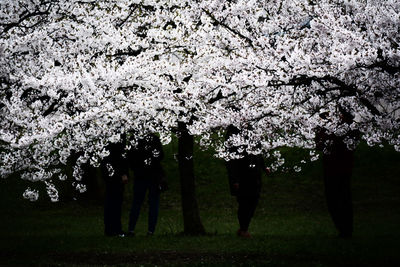 View of cherry blossom trees in park