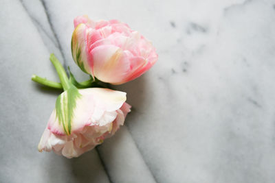 Close-up of pink rose