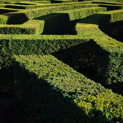 High angle view of green plants in garden