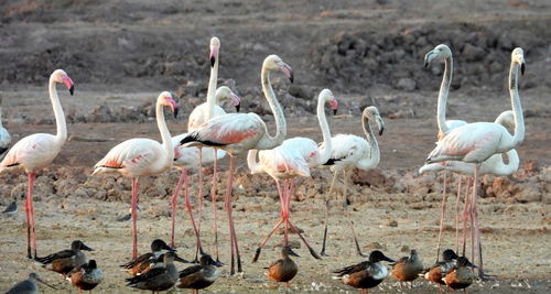 A flock of greater flamingo and northern shoveler