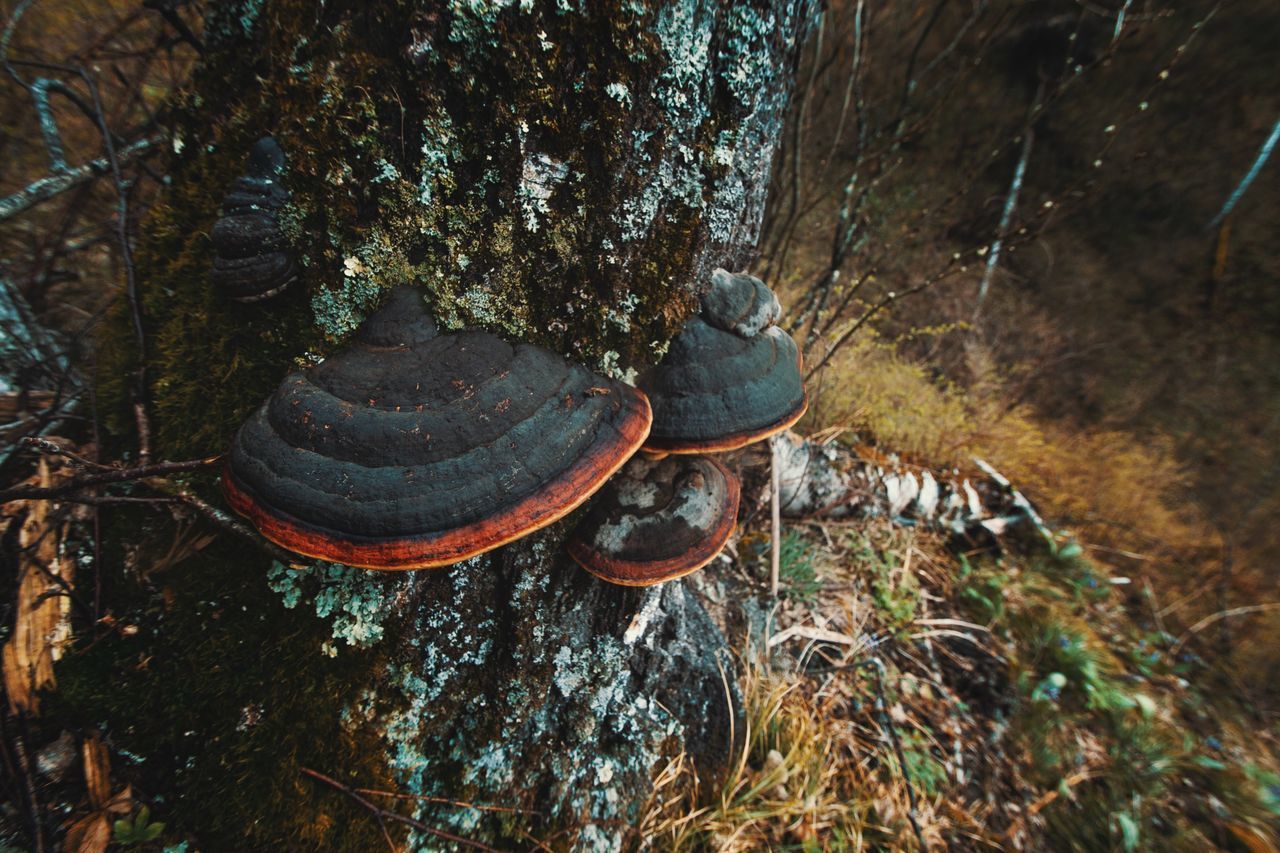 CLOSE-UP OF ROCKS AGAINST TREES