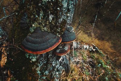 Close-up of rocks and trees in forest