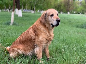 Dog looking away on field