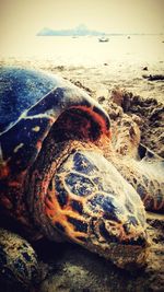 Close-up of turtle on beach