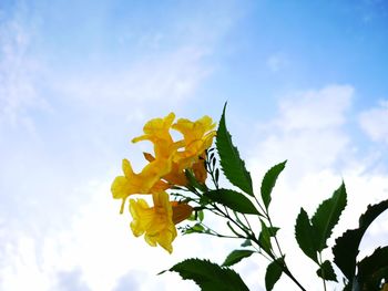 Low angle view of yellow flowering plant against sky