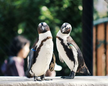 Close-up of two penguins