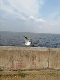 Seagull on a sea