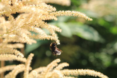 Close-up of bee pollinating flower