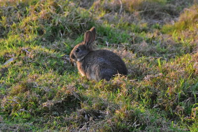Side view of rabbit on field
