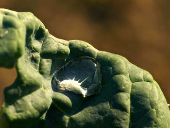 Close-up of animal sculpture