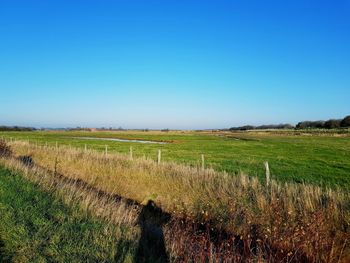 Scenic view of field against clear blue sky