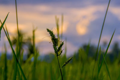 Close-up of grass on field