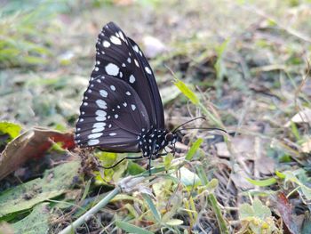 Close-up of butterfly on flower