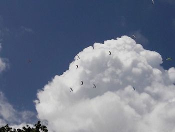 Low angle view of birds flying in sky