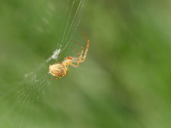 Close-up of spider on web