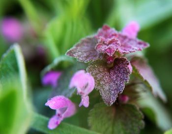 Close-up of pink flower