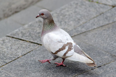 High angle view of pigeon perching on sidewalk