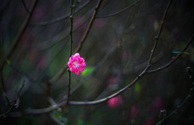 Close-up of pink flowering plant