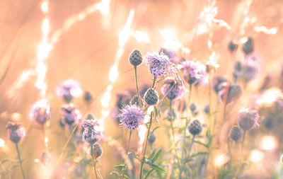 Close-up of insect on purple flower