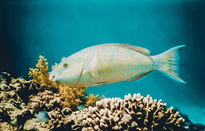 Close-up of fish swimming in sea