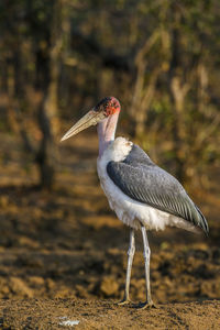 Close-up of a bird looking away