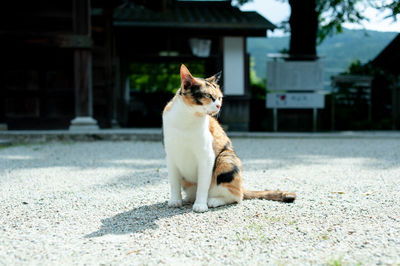 Cat sitting on street