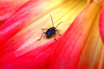 High angle view of insect on wood