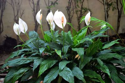 Close-up of white flowers