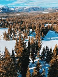 Aerial view of pine trees during winter