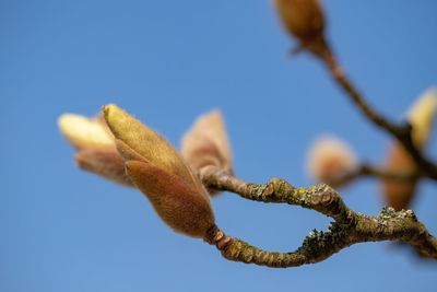 Low angle view of fresh twig against clear blue sky