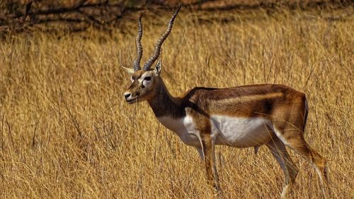 Portrait of deer standing on field