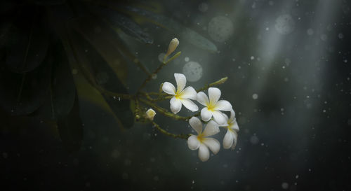 Close-up of fresh white flowers blooming in water