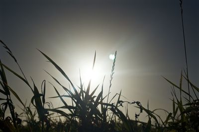Close-up of silhouette grass against sky during sunset