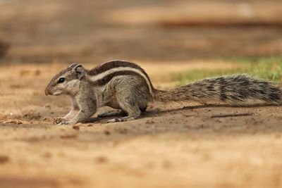 Close-up of squirrel on the ground