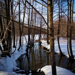 Bare trees on frozen lake against sky during winter