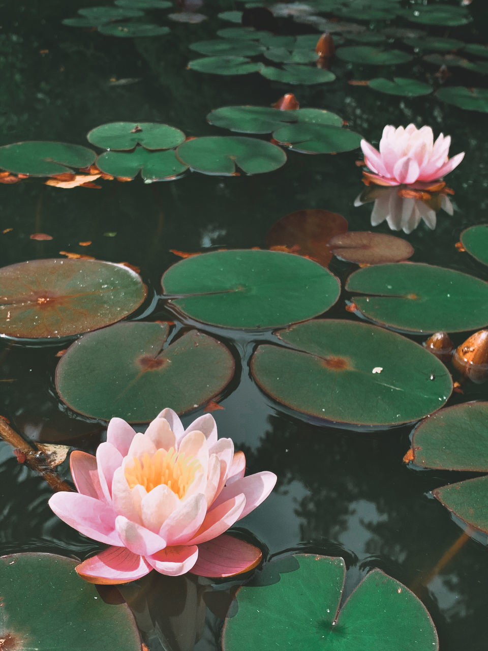 PINK WATER LILIES IN LAKE