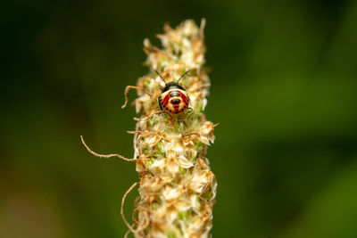 Close-up of insect on flower