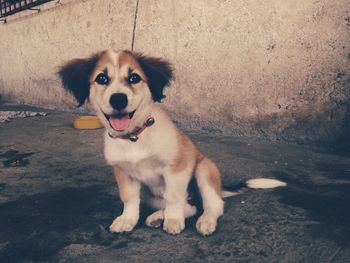 Portrait of dog with mouth open while sitting against wall