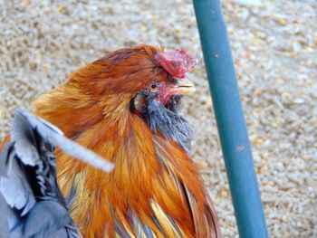 Close-up of a bird