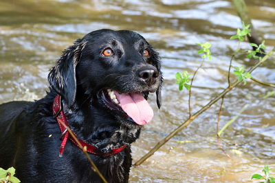 Portrait of a wet black labrador standing in the water