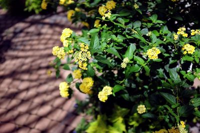 High angle view of flowering plant