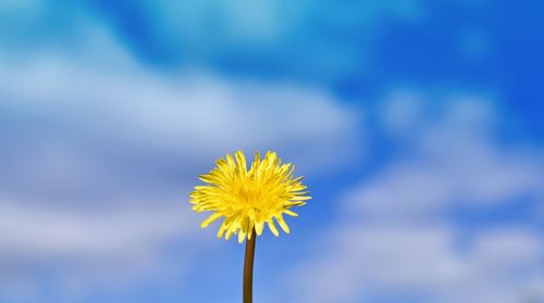 Low angle view of dandelion against sky