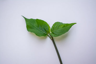 Close-up of plant against white background