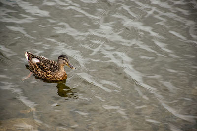High angle view of mallard duck swimming in lake